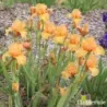 IRIS ORANGE POP - L'iriseraie - KUTTOLSHEIM ALSACE FRANCE