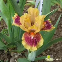 IRIS EYE OF THE TIGER - L'iriseraie - KUTTOLSHEIM ALSACE FRANCE