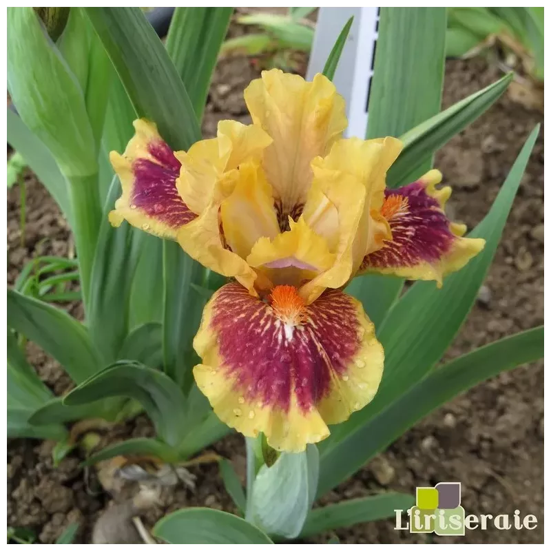 IRIS EYE OF THE TIGER - L'iriseraie - KUTTOLSHEIM ALSACE FRANCE