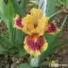 IRIS EYE OF THE TIGER - L'iriseraie - KUTTOLSHEIM ALSACE FRANCE