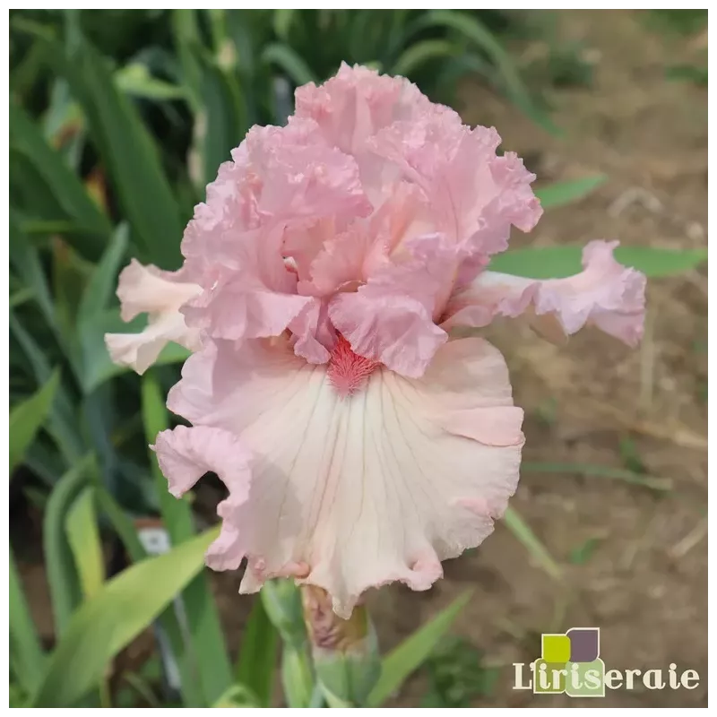 IRIS FLAMINGO FRENZY - L'iriseraie - KUTTOLSHEIM ALSACE FRANCE