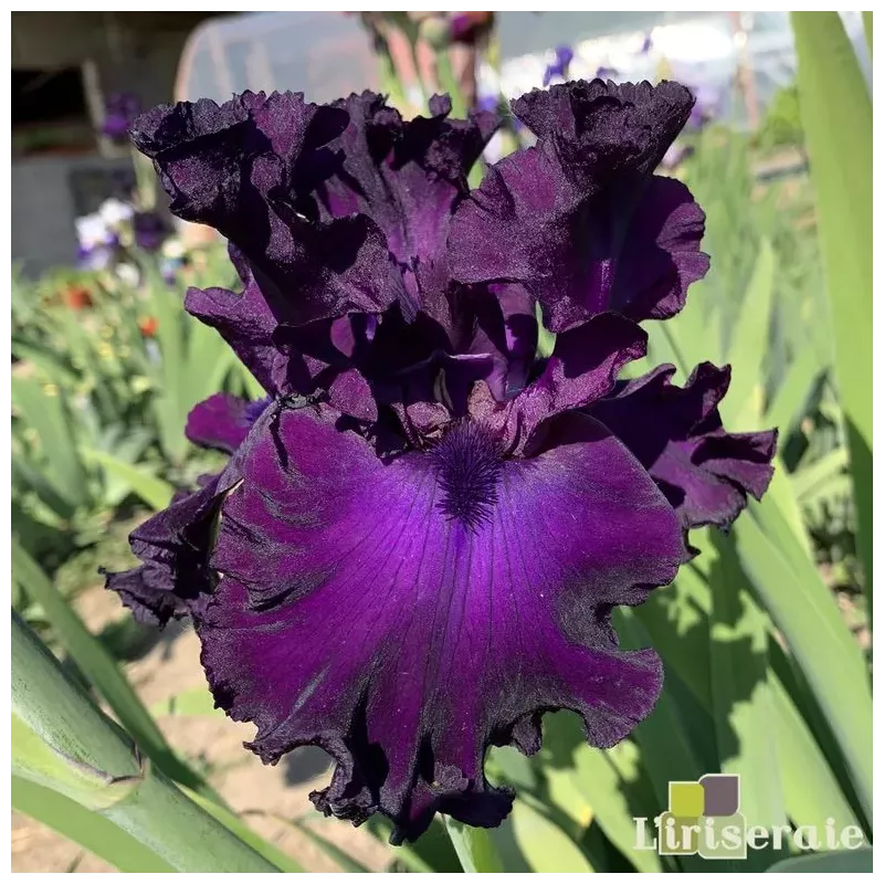 IRIS BERRY FULFILLING - L'iriseraie - KUTTOLSHEIM ALSACE FRANCE IRIS BERRY FULFILLING - L'iriseraie - KUTTOLSHEIM ALSACE FRANCE