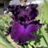 IRIS BERRY FULFILLING - L'iriseraie - KUTTOLSHEIM ALSACE FRANCE