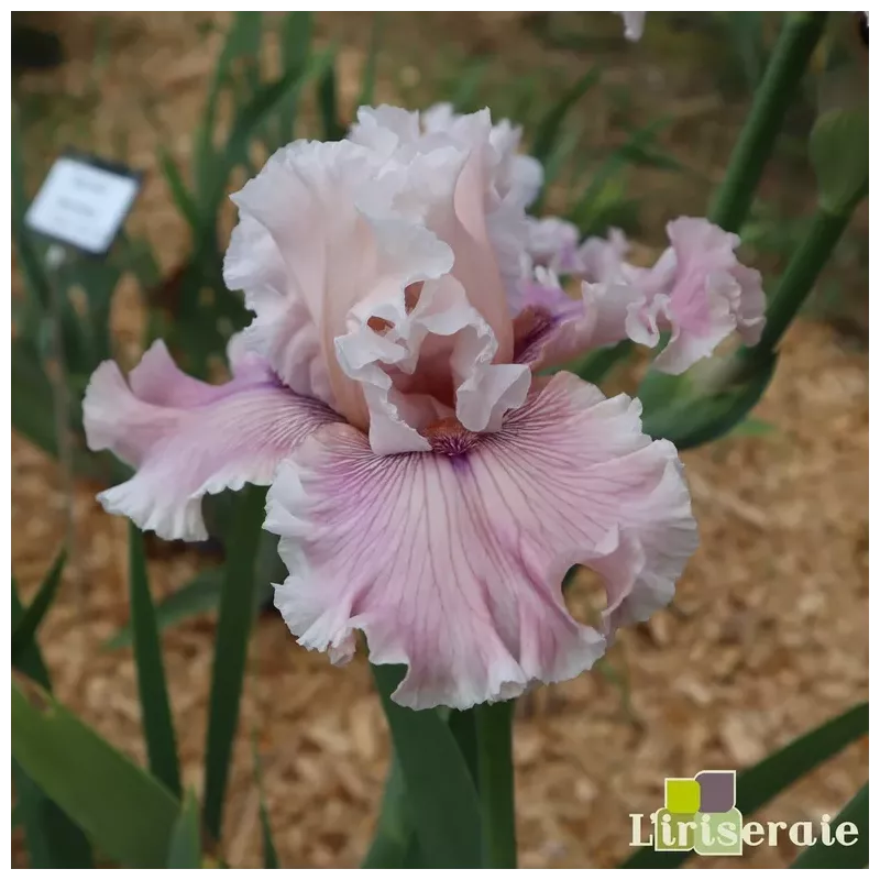 IRIS MYSTIC ART - L'iriseraie - KUTTOLSHEIM ALSACE FRANCE