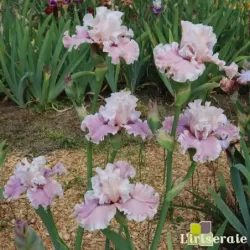 IRIS MYSTIC ART - L'iriseraie - KUTTOLSHEIM ALSACE FRANCE