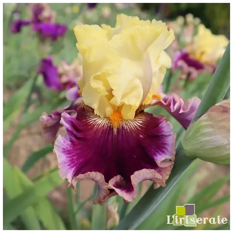 IRIS FASHIONABLE LOOK - L'iriseraie - KUTTOLSHEIM ALSACE FRANCE