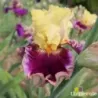 IRIS FASHIONABLE LOOK - L'iriseraie - KUTTOLSHEIM ALSACE FRANCE