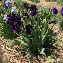 IRIS BERRY FULFILLING - L'iriseraie - KUTTOLSHEIM ALSACE FRANCE