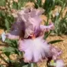 IRIS PRECIOUS THING - L'iriseraie - KUTTOLSHEIM ALSACE FRANCE