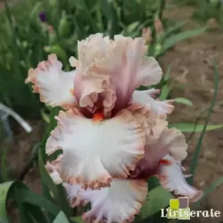 IRIS PRECIOUS THING - L'iriseraie - KUTTOLSHEIM ALSACE FRANCE