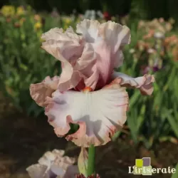 IRIS PRECIOUS THING - L'iriseraie - KUTTOLSHEIM ALSACE FRANCE