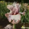 IRIS PRECIOUS THING - L'iriseraie - KUTTOLSHEIM ALSACE FRANCE