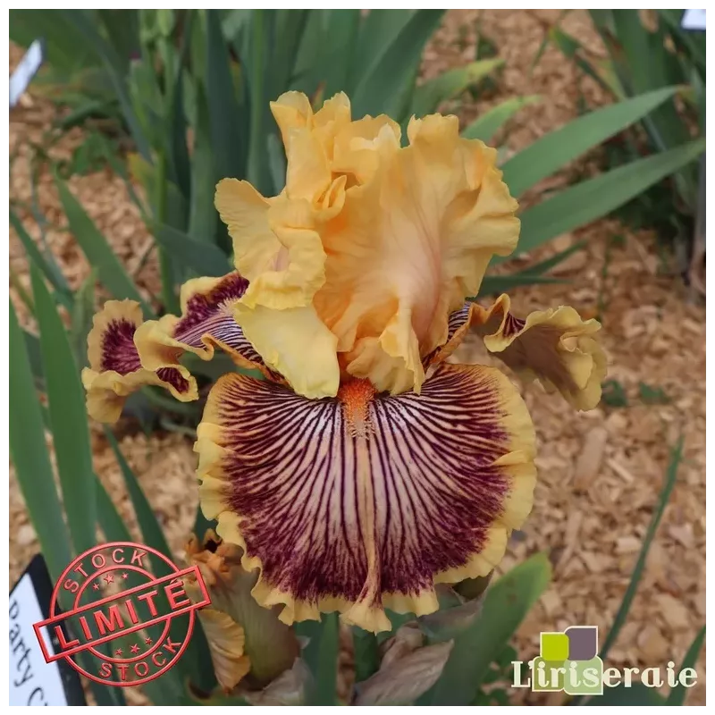 IRIS PARTY CITY - L'iriseraie - KUTTOLSHEIM ALSACE FRANCE IRIS PARTY CITY - L'iriseraie - KUTTOLSHEIM ALSACE FRANCE