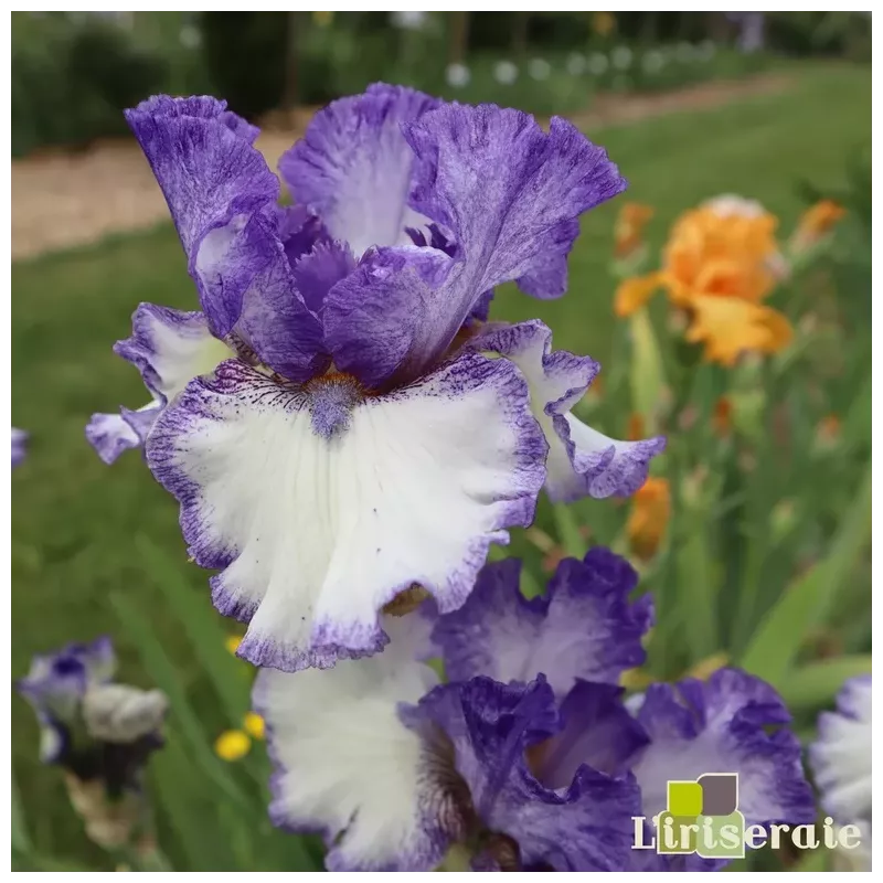 IRIS TEXAS TWO STEP - L'iriseraie - KUTTOLSHEIM ALSACE FRANCE