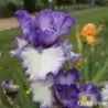 IRIS TEXAS TWO STEP - L'iriseraie - KUTTOLSHEIM ALSACE FRANCE