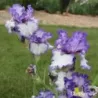 IRIS TEXAS TWO STEP - L'iriseraie - KUTTOLSHEIM ALSACE FRANCE