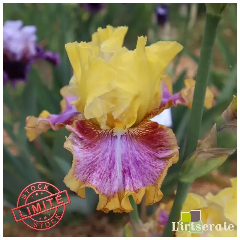 IRIS BOLD PATTERN - L'iriseraie - KUTTOLSHEIM ALSACE FRANCE