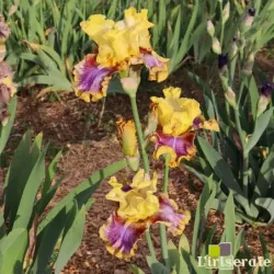 IRIS BOLD PATTERN - L'iriseraie - KUTTOLSHEIM ALSACE FRANCE