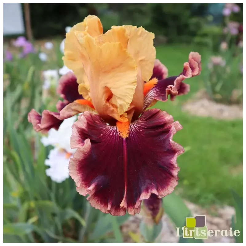 IRIS GLITTERATI - L'iriseraie - KUTTOLSHEIM ALSACE FRANCE