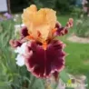 IRIS GLITTERATI - L'iriseraie - KUTTOLSHEIM ALSACE FRANCE