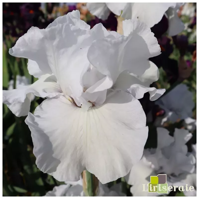 IRIS GOT MILK - L'iriseraie - KUTTOLSHEIM ALSACE FRANCE IRIS GOT MILK - L'iriseraie - KUTTOLSHEIM ALSACE FRANCE