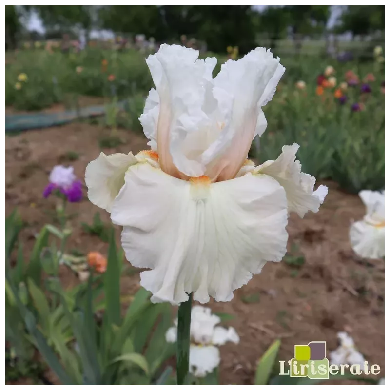 IRIS BRIDE'S BLUSH - L'iriseraie - KUTTOLSHEIM ALSACE FRANCE IRIS BRIDE'S BLUSH - L'iriseraie - KUTTOLSHEIM ALSACE FRANCE