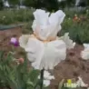 IRIS BRIDE'S BLUSH - L'iriseraie - KUTTOLSHEIM ALSACE FRANCE