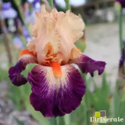 IRIS CHEVALIER DE MALTE - L'iriseraie - KUTTOLSHEIM ALSACE FRANCE