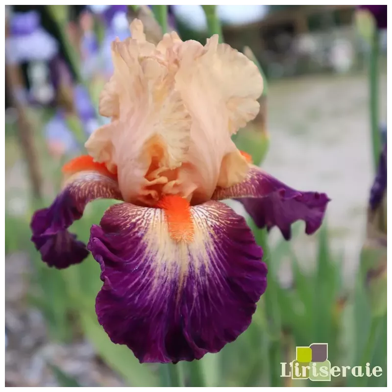 IRIS CHEVALIER DE MALTE - L'iriseraie - KUTTOLSHEIM ALSACE FRANCE