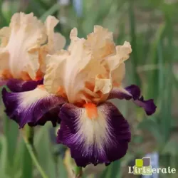 IRIS CHEVALIER DE MALTE - L'iriseraie - KUTTOLSHEIM ALSACE FRANCE