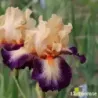 IRIS CHEVALIER DE MALTE - L'iriseraie - KUTTOLSHEIM ALSACE FRANCE