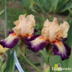 IRIS CHEVALIER DE MALTE - L'iriseraie - KUTTOLSHEIM ALSACE FRANCE