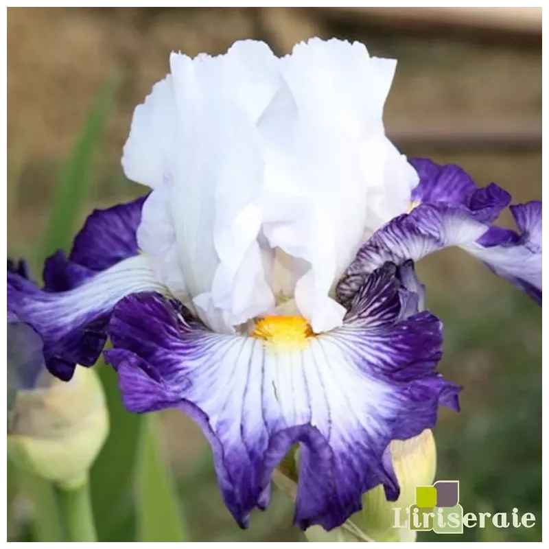 IRIS JARDIN DE FREVILLE - L'iriseraie - KUTTOLSHEIM ALSACE FRANCE