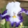 IRIS JARDIN DE FREVILLE - L'iriseraie - KUTTOLSHEIM ALSACE FRANCE