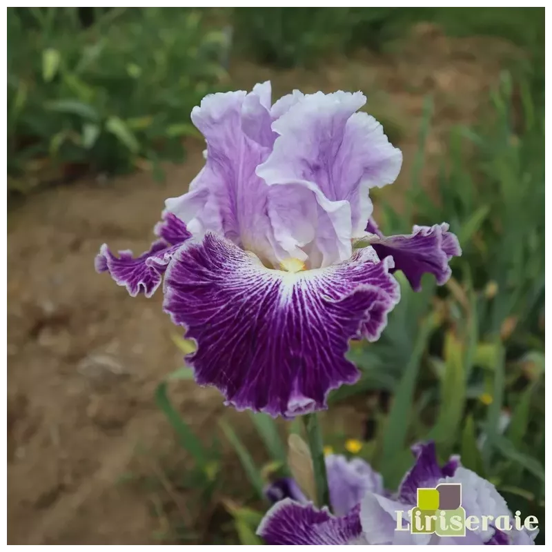 IRIS TELEPATHY - L'iriseraie - KUTTOLSHEIM ALSACE FRANCE IRIS TELEPATHY - L'iriseraie - KUTTOLSHEIM ALSACE FRANCE