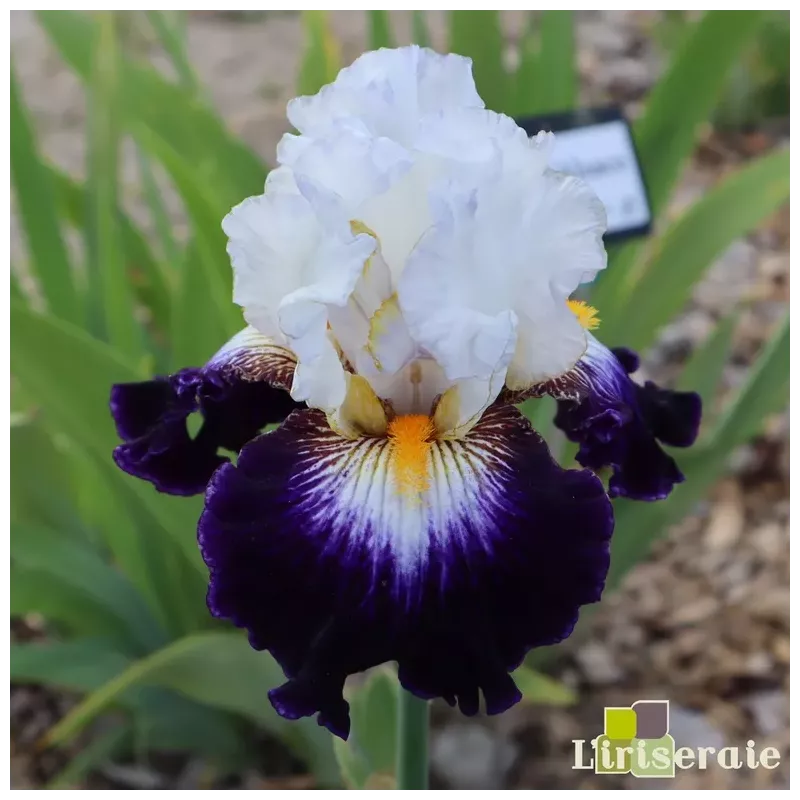 IRIS FAIENCE DE GIEN - L'iriseraie - KUTTOLSHEIM ALSACE FRANCE