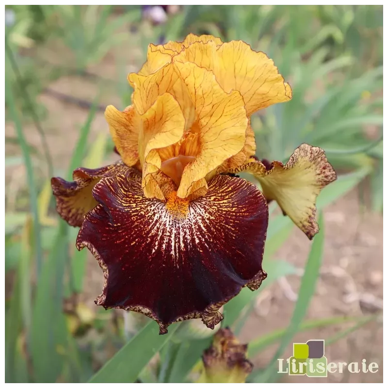 IRIS MARASSI - L'iriseraie - KUTTOLSHEIM ALSACE FRANCE