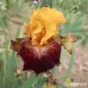 IRIS MARASSI - L'iriseraie - KUTTOLSHEIM ALSACE FRANCE