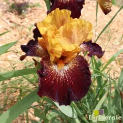 IRIS MARASSI - L'iriseraie - KUTTOLSHEIM ALSACE FRANCE