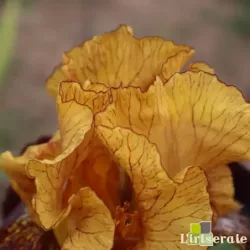 IRIS MARASSI - L'iriseraie - KUTTOLSHEIM ALSACE FRANCE