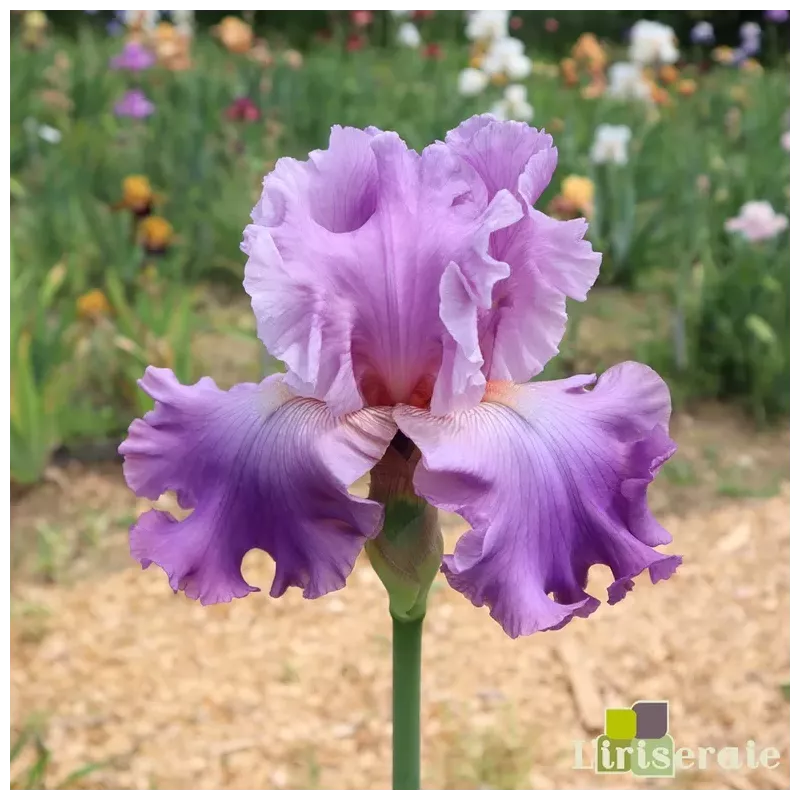 IRIS ANIMA CARA - L'iriseraie - KUTTOLSHEIM ALSACE FRANCE