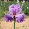 IRIS ANIMA CARA - L'iriseraie - KUTTOLSHEIM ALSACE FRANCE