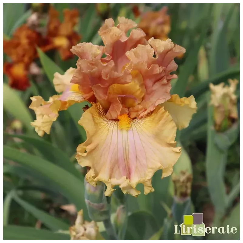 IRIS VENTIVENTI - L'iriseraie - KUTTOLSHEIM ALSACE FRANCE IRIS VENTIVENTI - L'iriseraie - KUTTOLSHEIM ALSACE FRANCE