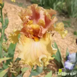 IRIS VENTIVENTI - L'iriseraie - KUTTOLSHEIM ALSACE FRANCE