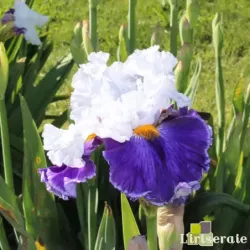 IRIS BIGGER IS BETTER - L'iriseraie - KUTTOLSHEIM ALSACE FRANCE