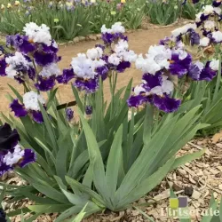 IRIS BIGGER IS BETTER - L'iriseraie - KUTTOLSHEIM ALSACE FRANCE