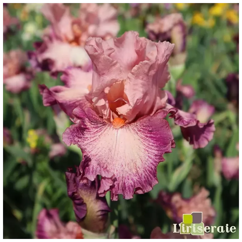 IRIS MUSICIAN - L'iriseraie - KUTTOLSHEIM ALSACE FRANCE