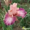 IRIS MUSICIAN - L'iriseraie - KUTTOLSHEIM ALSACE FRANCE