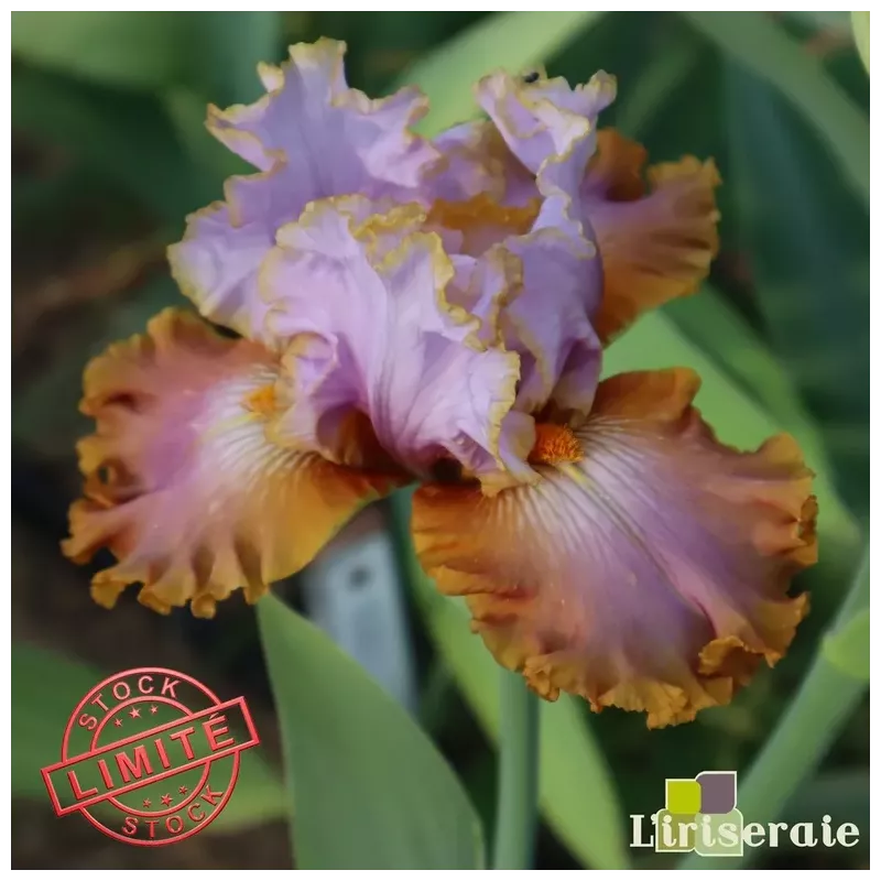 IRIS GILT BY ASSOCIATION - L'iriseraie - KUTTOLSHEIM ALSACE FRANCE