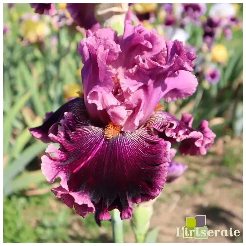 IRIS CHERRY PARFAIT - L'iriseraie - KUTTOLSHEIM ALSACE FRANCE